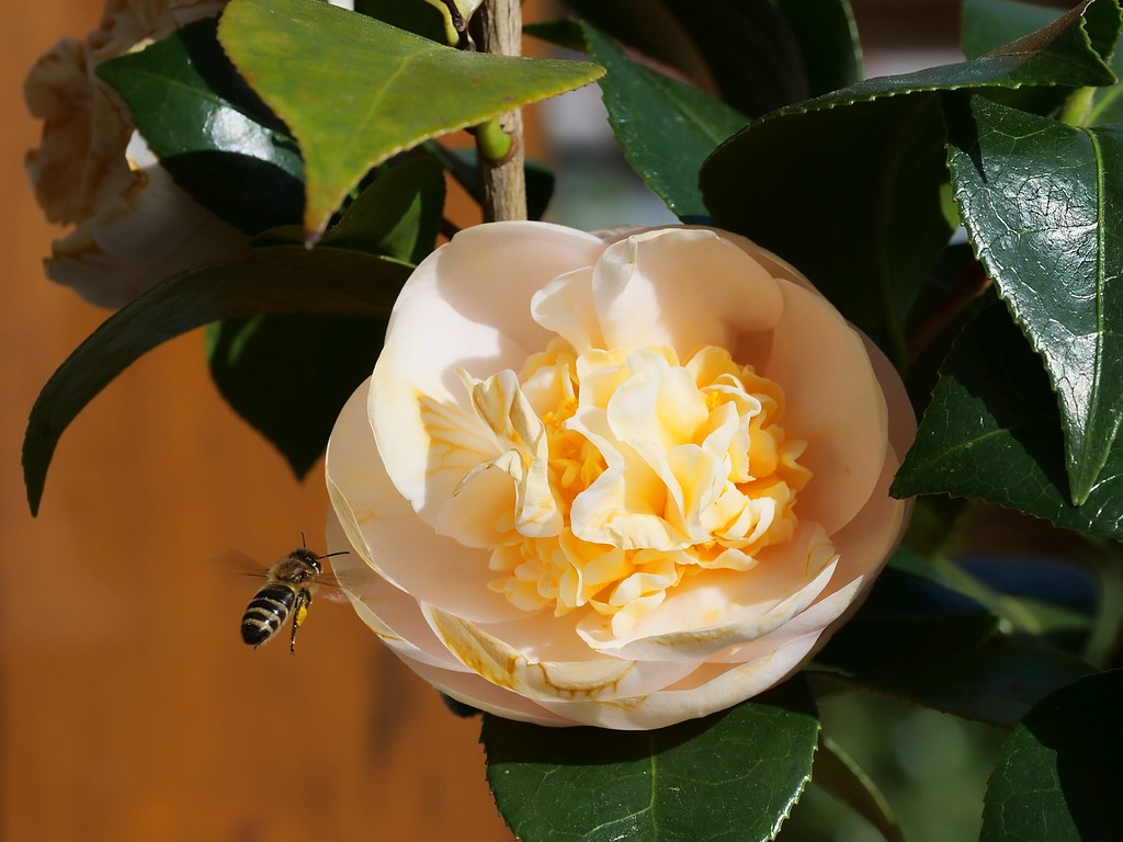 comp_Kamelie mit Biene.jpg