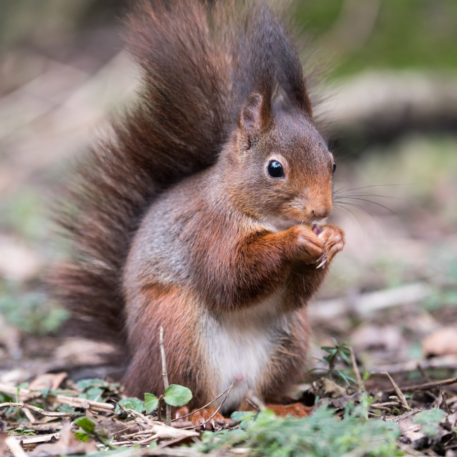 Eichhörnchen 1000-1.JPG