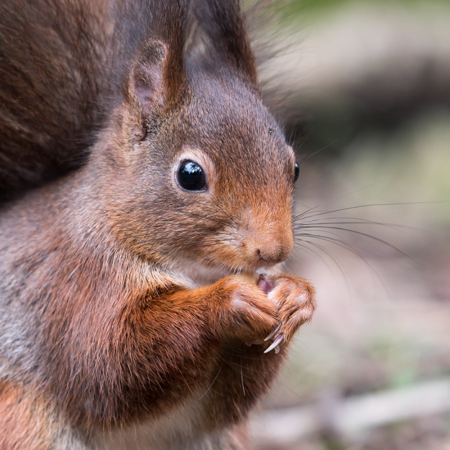 Eichhörnchen Ausschnitt 1000 -1.JPG