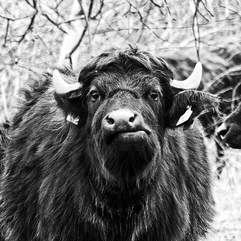 Wasserbüffel - Porträt SW - 800.jpg