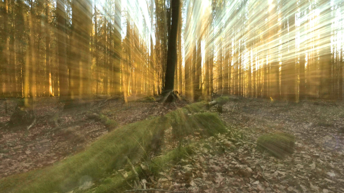 13032022 Wald Altenstadt Zoom burst 1ex.JPG