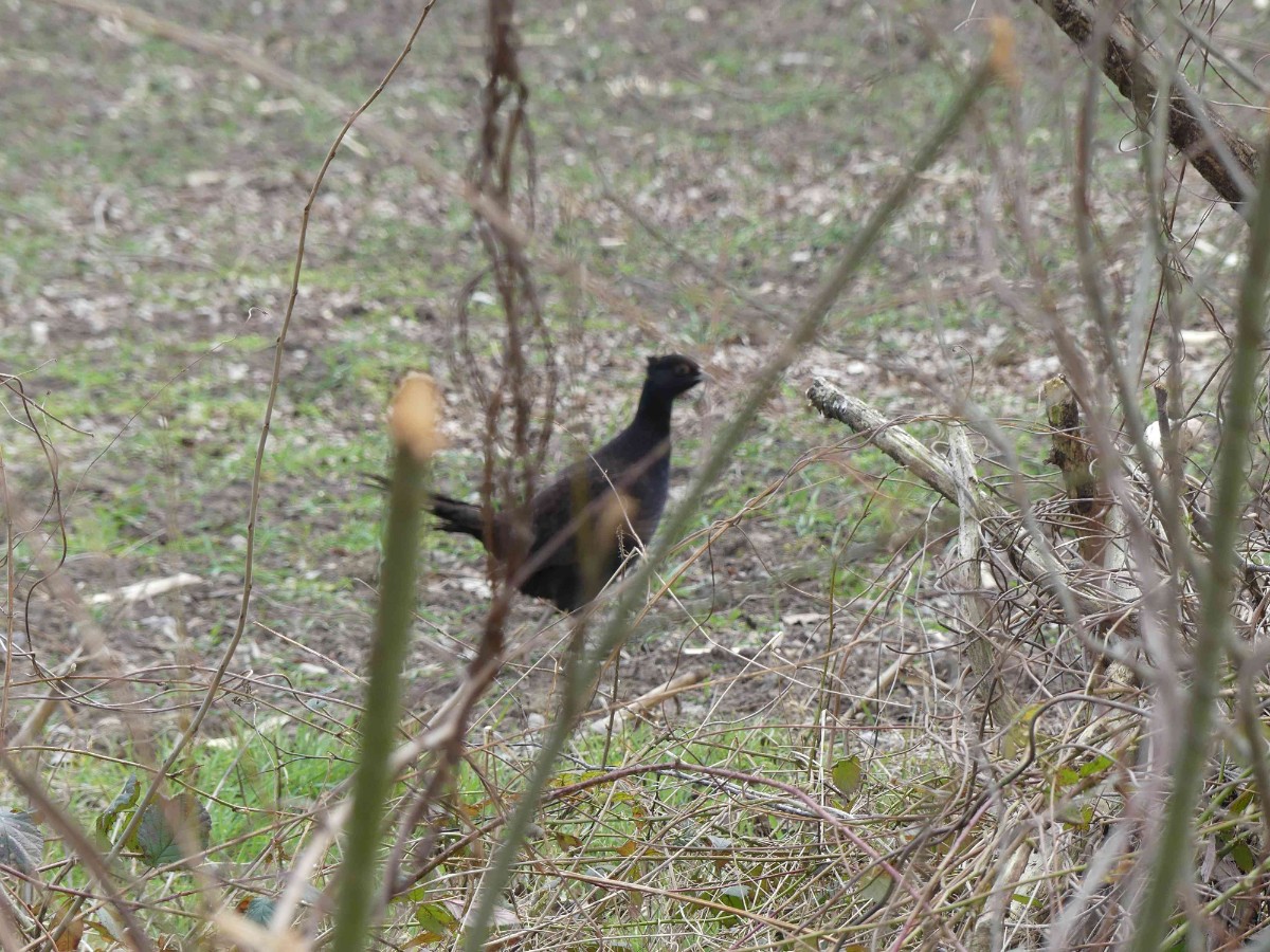 P1100914a.JPG