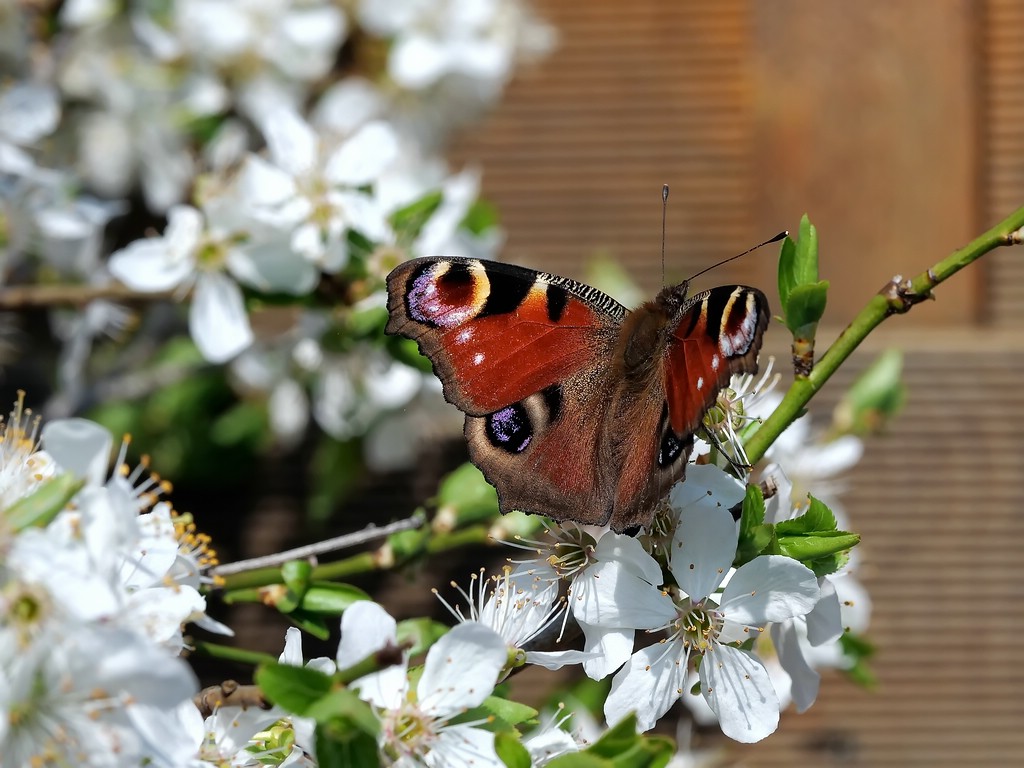 comp_P1012794.jpg