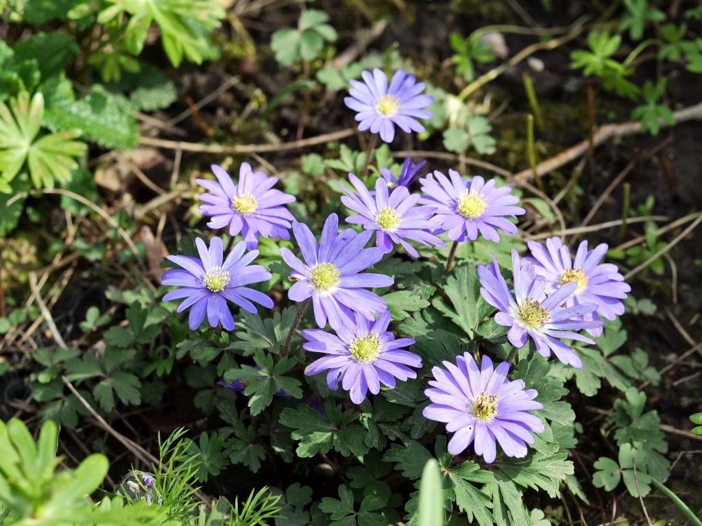 Anemone blanda.jpg