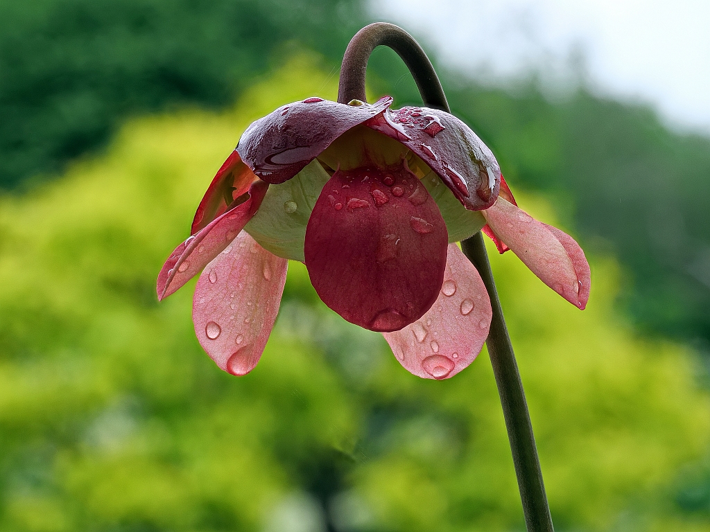 Sarracenia.jpg