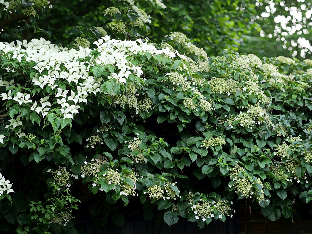 Cornus.jpg