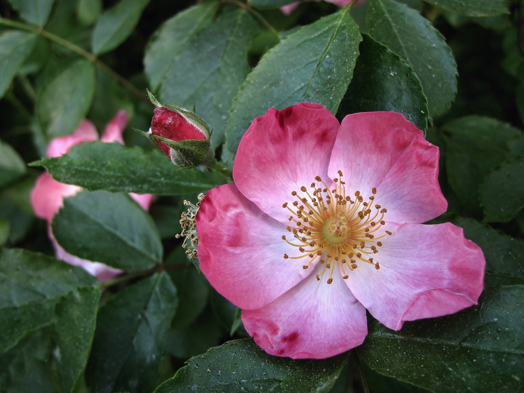 Heckenrose rosa weiß_1.JPG