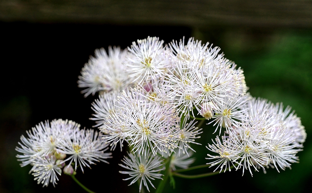 Thalictrum aquilegifolium.jpg