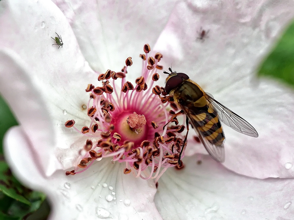 Schwebfliege und Laus.jpg