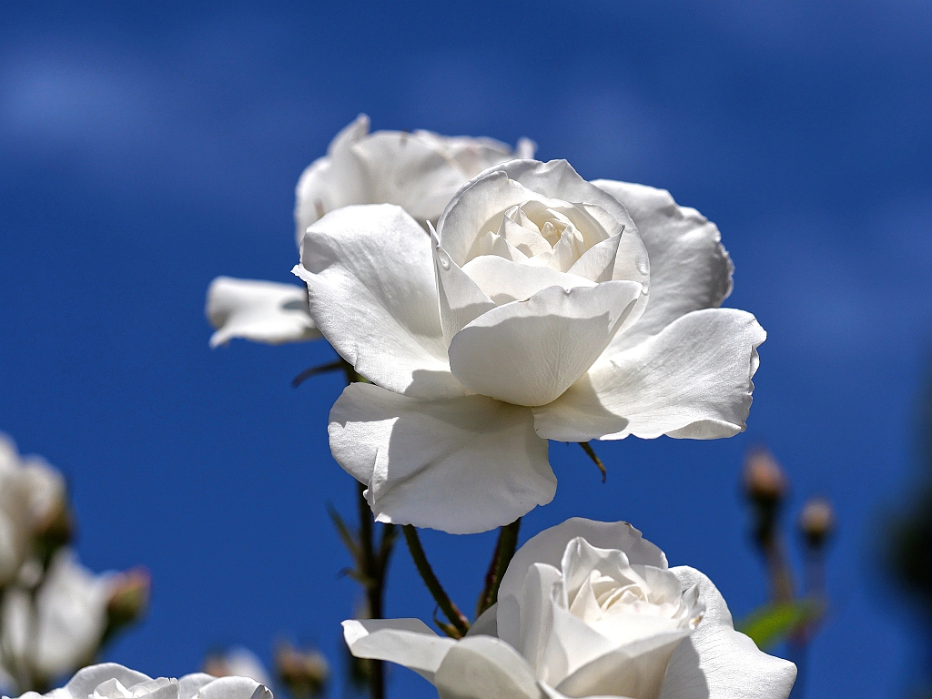 weiße Rose.jpg
