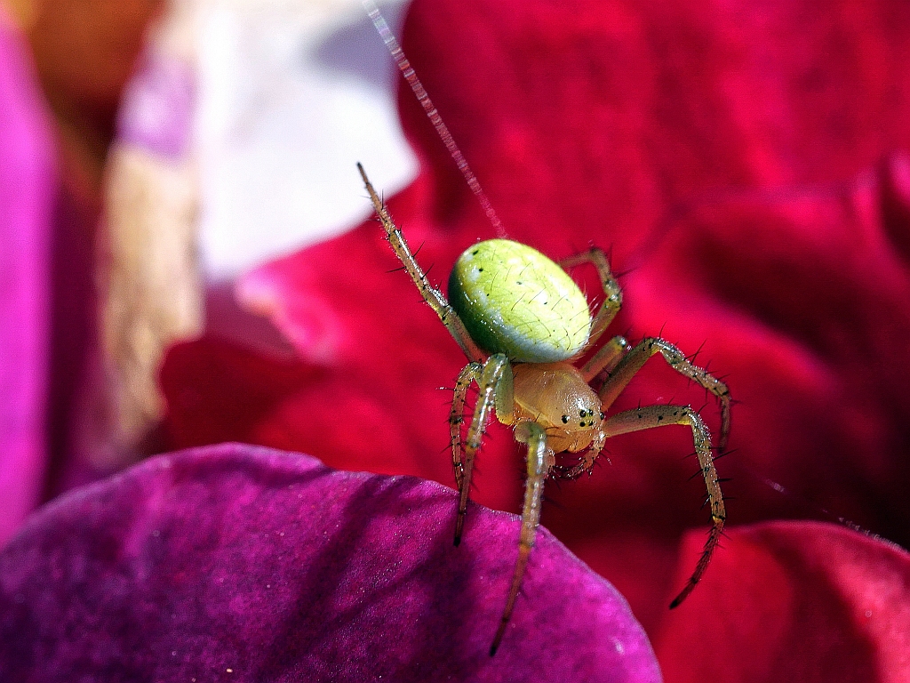 gelbgrüne Spinne.jpg