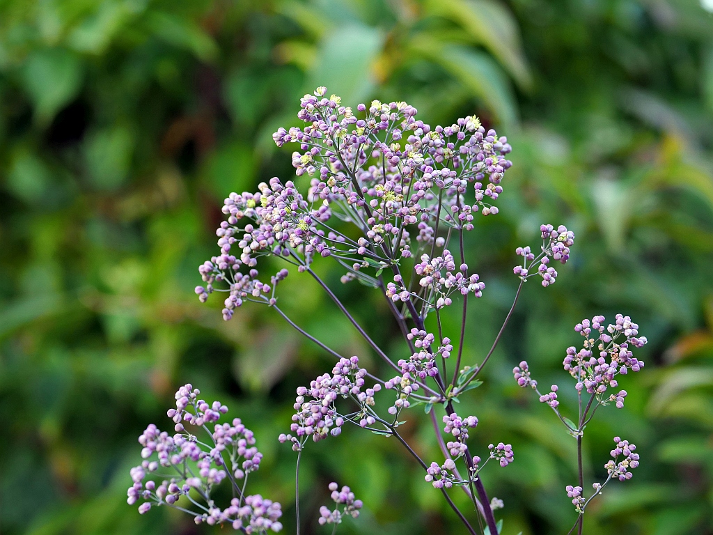 Thalictrum.jpg