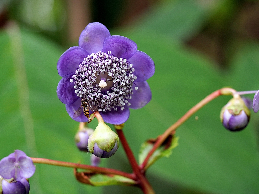 Deinanthe caerulea.jpg