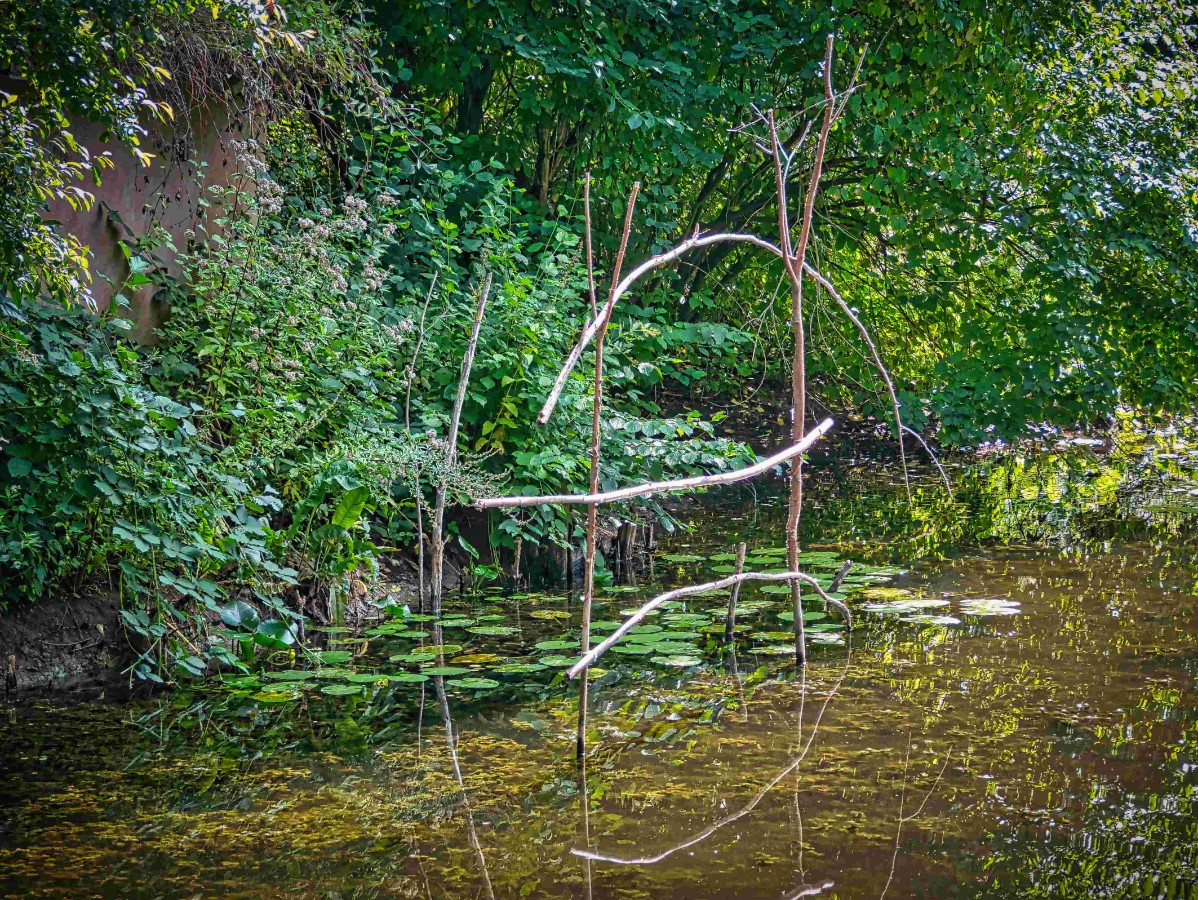 Für den Eisvogel.jpg