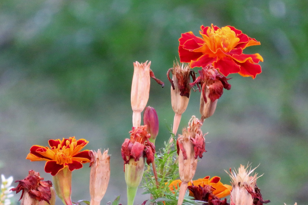 Tagetes_1.jpg