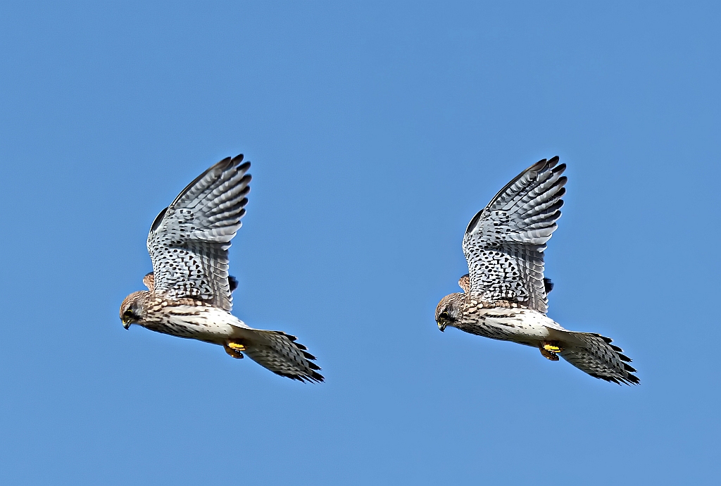 Vergleich Turmfalke.jpg