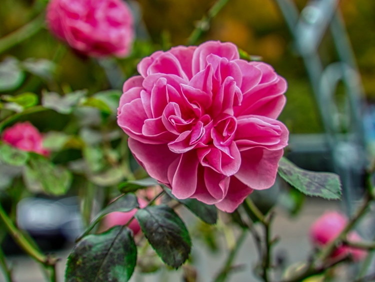Rosenblüte.jpg