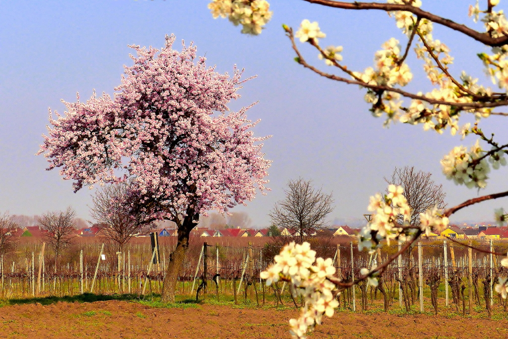 Baumblüte_3_1.jpg