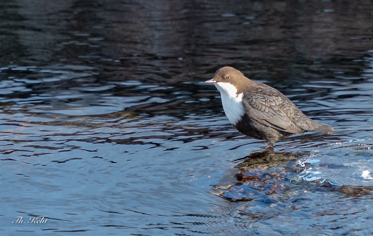 P1017740.jpg