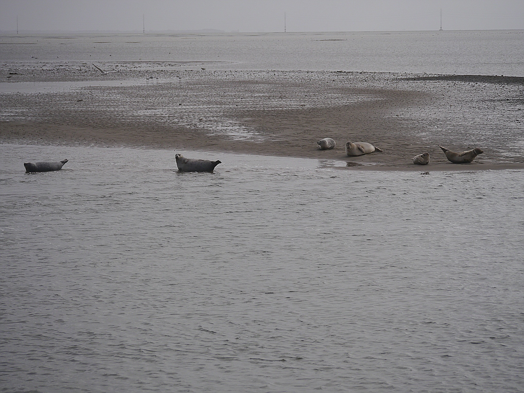 comp_P1020322.jpg