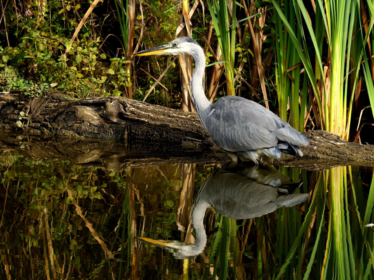 P1040150 ff 4-3 1280 k.JPG