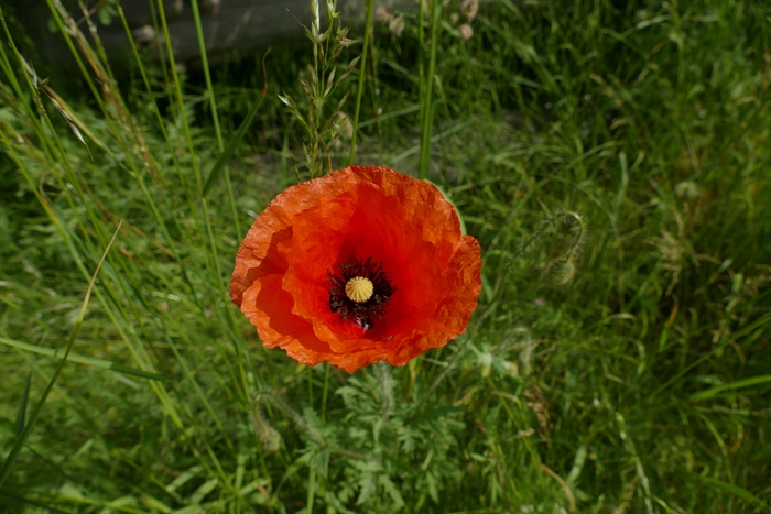comp _P1740752.jpg