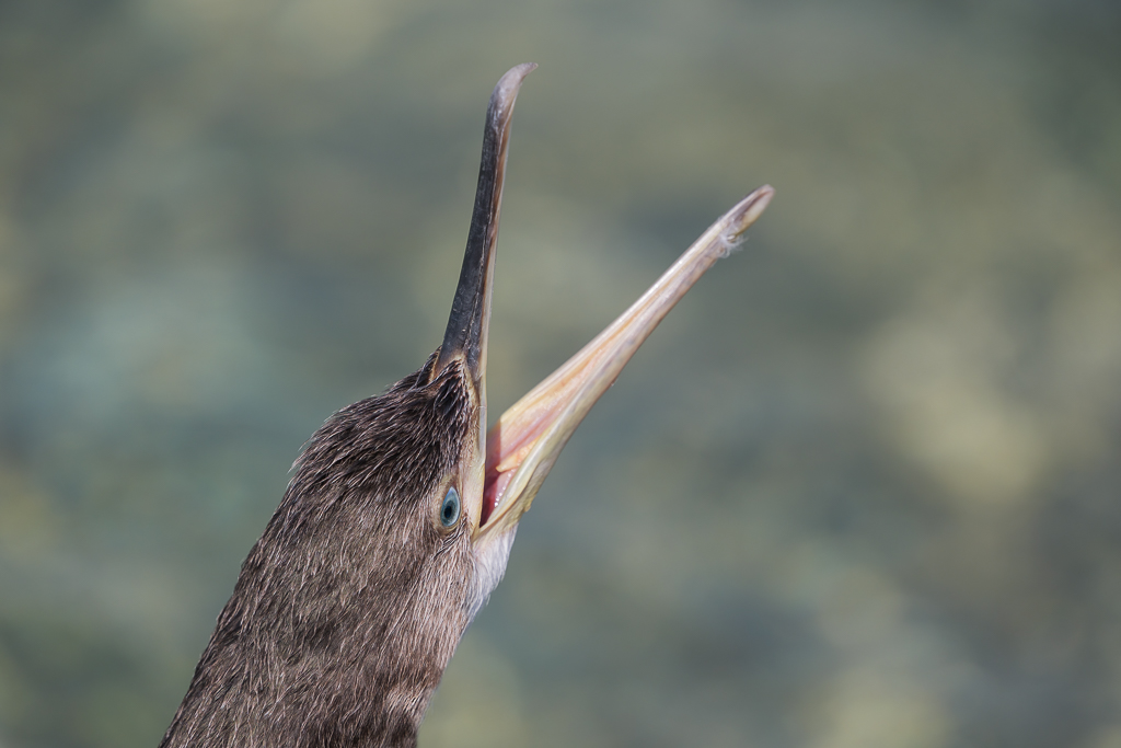 PSII3390-2.jpg