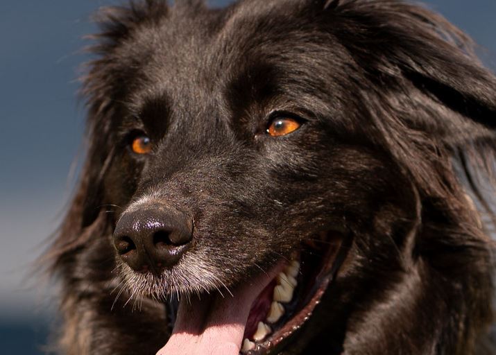 Hund.JPG