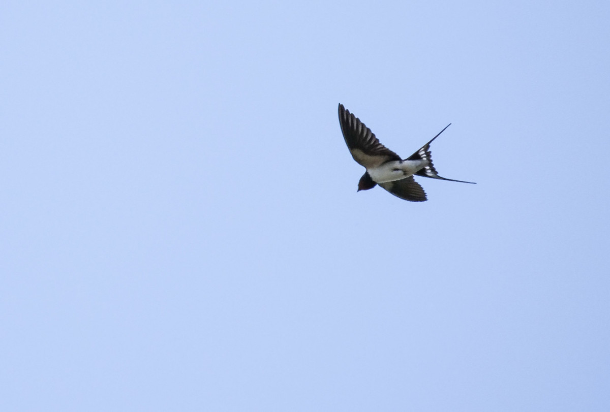 Schwalbe im Flug-3.jpg