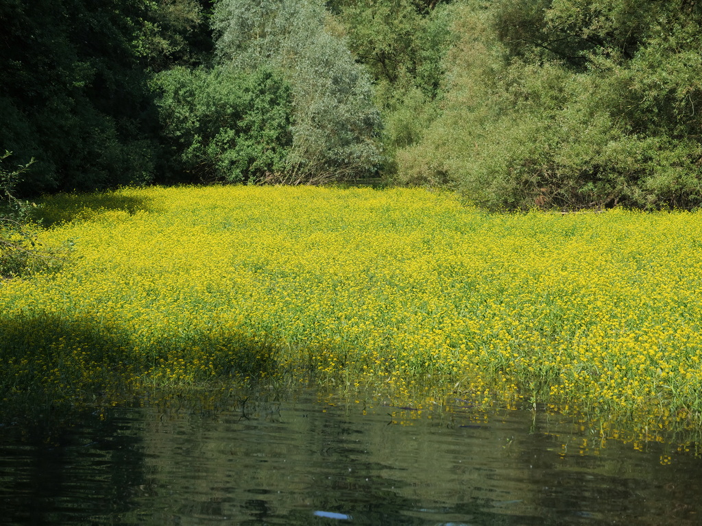 Teich in voller Blüte.JPG
