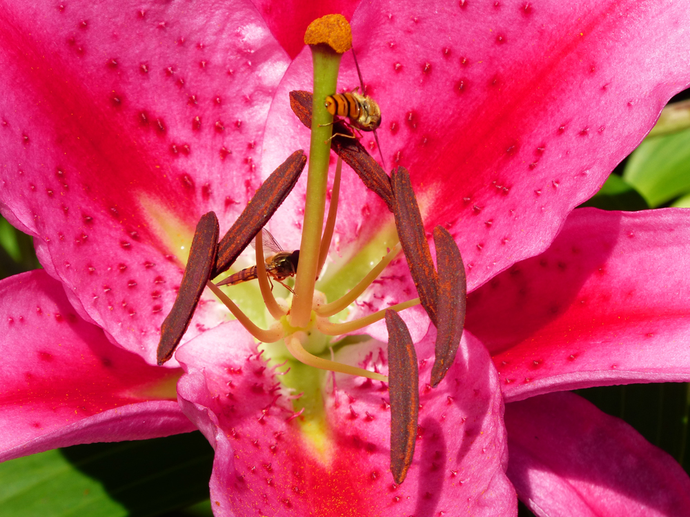 FZ200 Blende 8 ISO 100 600mm.jpg