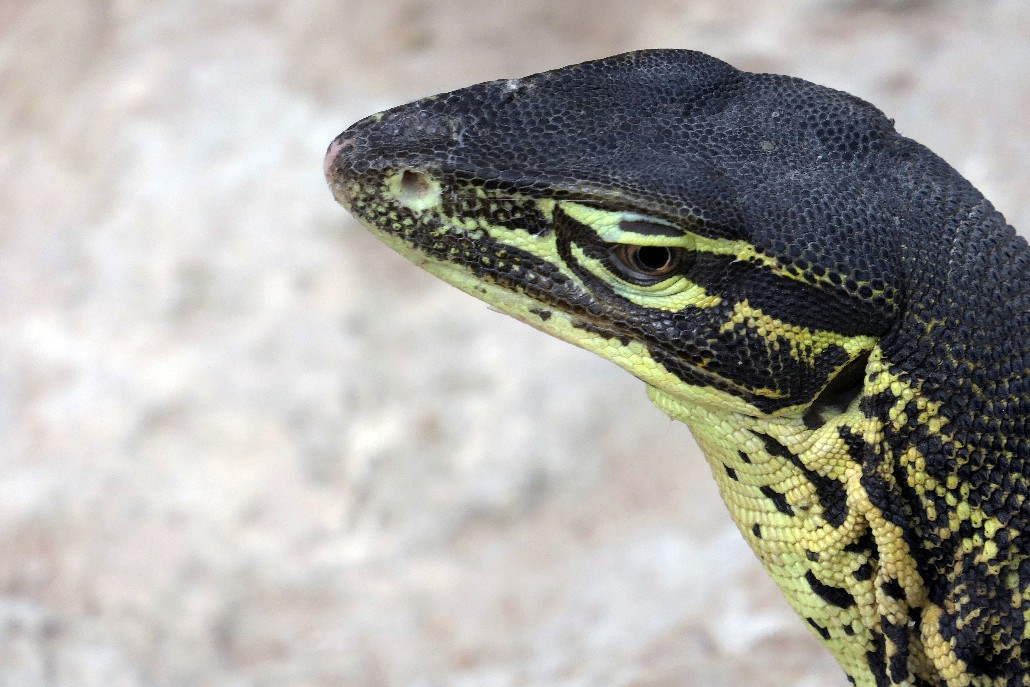 P1020008 1030x687.jpg