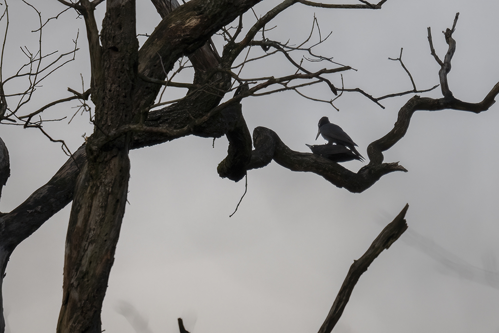 _1045894 Kopie 1024.jpg