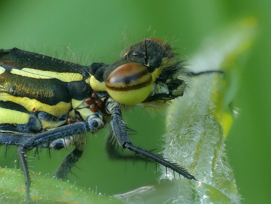 Adonis.jpg (278.6 KiB) 1568 mal betrachtet Adonis.jpg