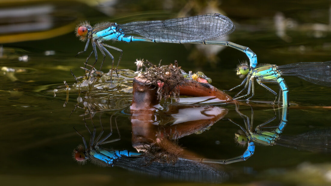 Granataugen 02 smallPic.jpg