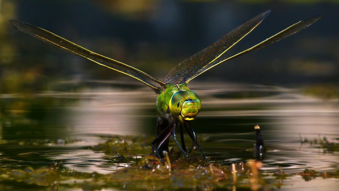 Libellen Große Königslibelle 02 smallPic.jpg