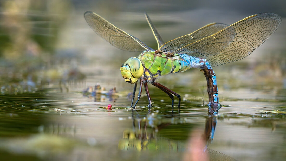 Libellen Grosse Königslibelle 01 smallPic.jpg