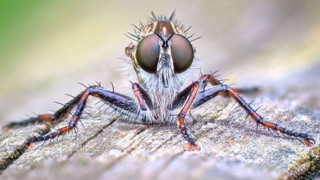 Raubfliege 01 smallPic.jpg