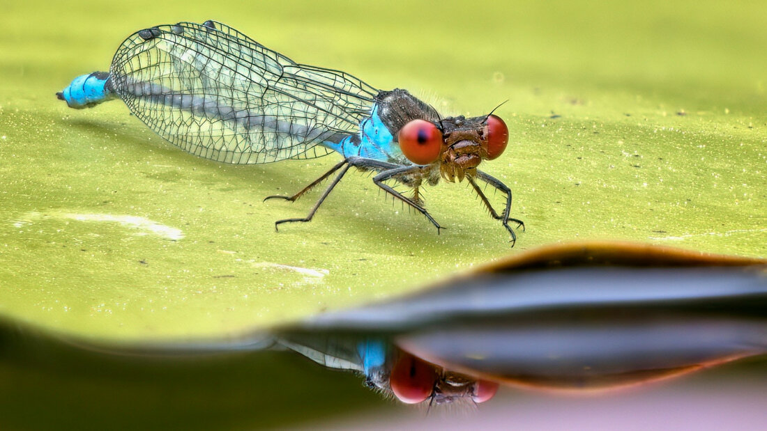 Granatauge Stack 01 smallPic.jpg