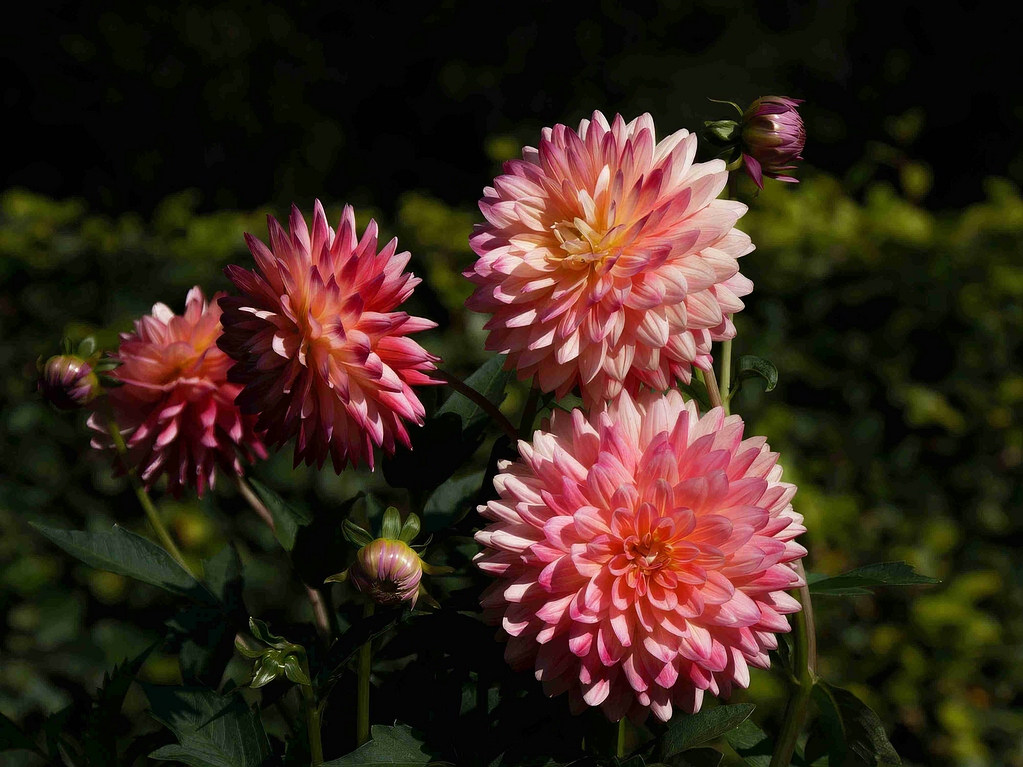 comp_48622499vg Test 01.jpg