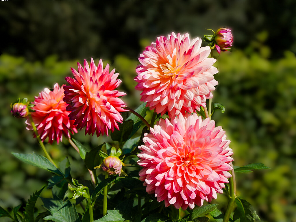 Blume_PMk (1 von 1).jpg