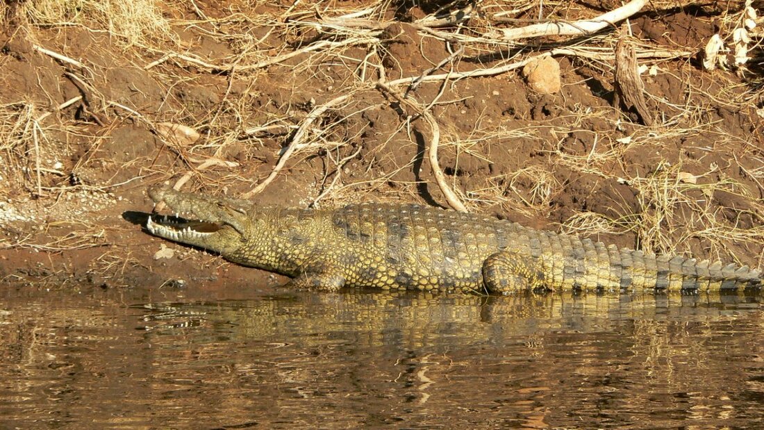 Krokodil.JPG