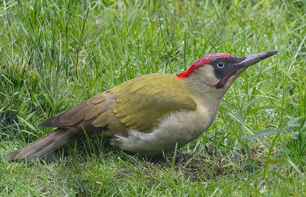 Erwins Grünspecht - 1024.jpg