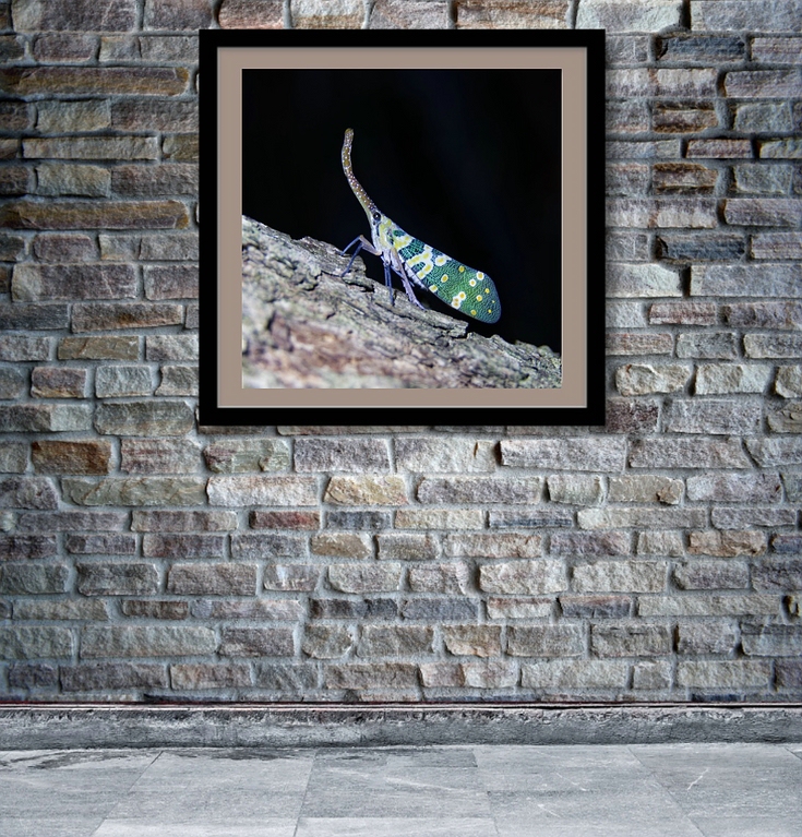 comp_Florian Fotoperle.jpg