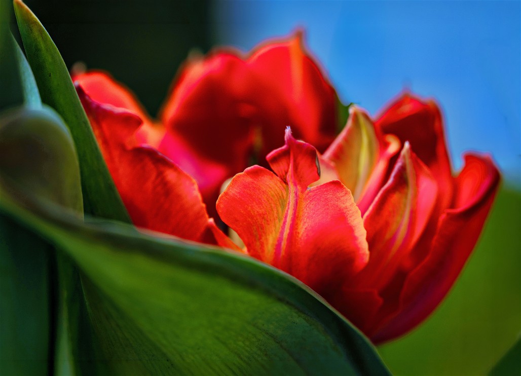 tulpe-2.jpg