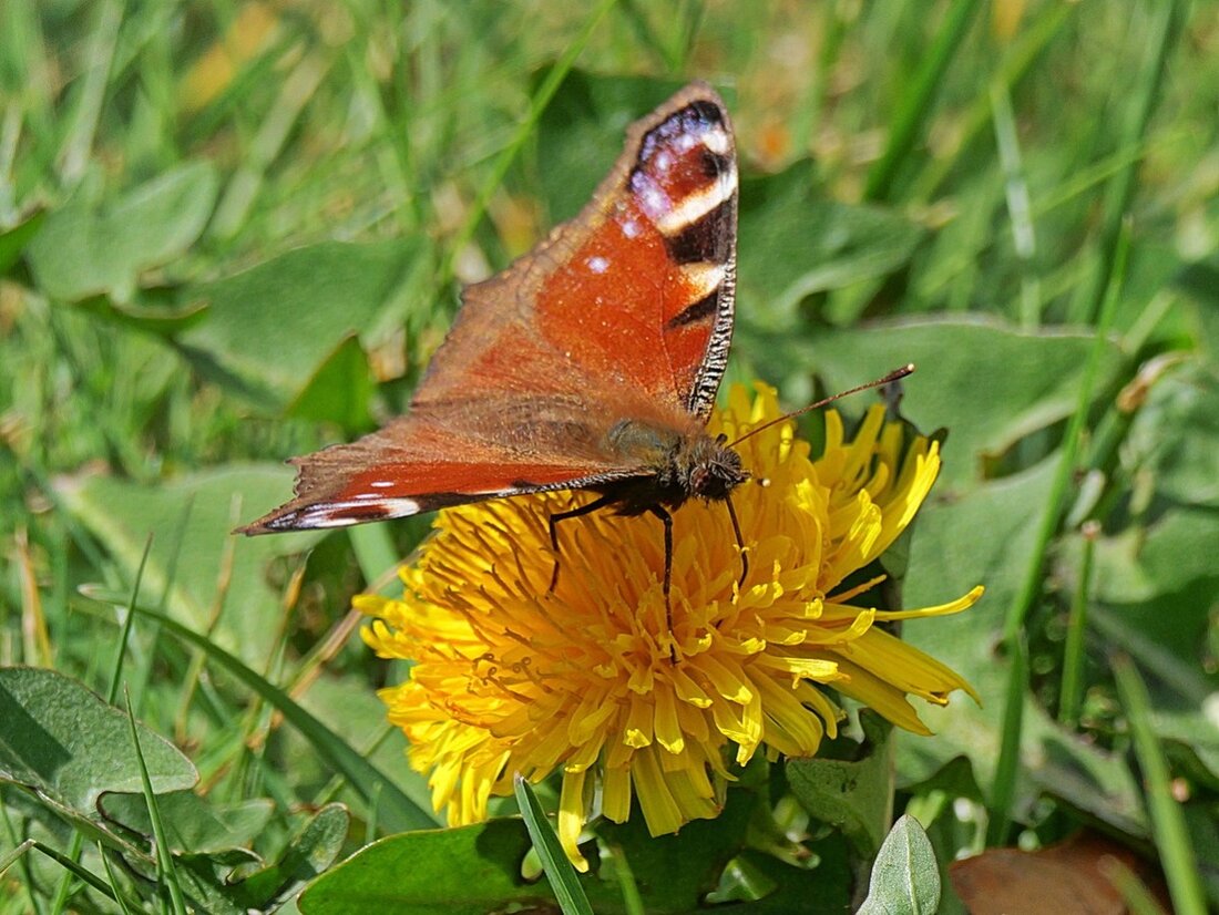 PG2_8259 ACDSee Bearb plus Schärfe.jpg