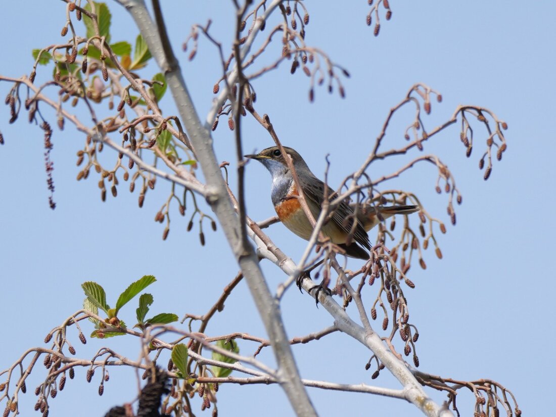 PG2_8286 Blaukehlchen 1500Px.JPG