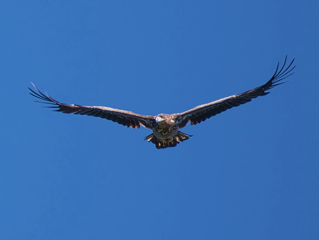 Seeadler Forum.jpg