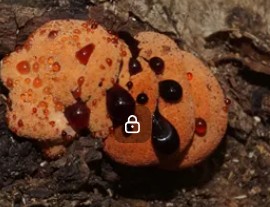 blutender Pilz.jpg