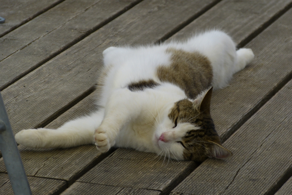 goldige katze.jpg